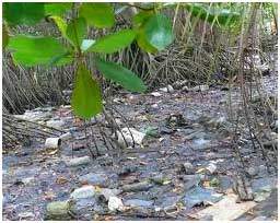 costas del bosque de manglar