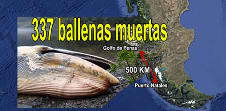 337 strandade valar i Chile