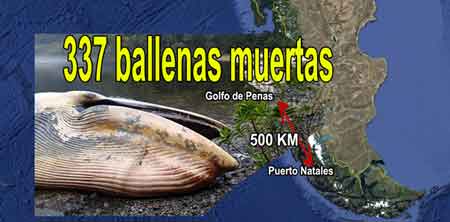 Varamiento de 337 ballenas en Chile