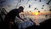 Pesca de cerco teranyina, pescadores del barco Segre del puerto de Barcelona
