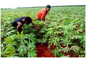 Kuba satsar p att utka kooperativa verksamheter, bortstt frn agrikultur