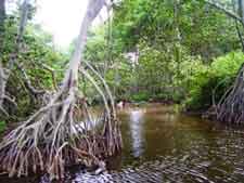 Mangrovetrsk