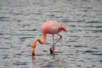 Flamingon  - Phoenicopterus ruber