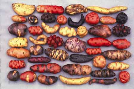 Varianter av inhemsk potatis