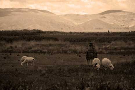 Una aymara conduciendo un rebao de ovejas
