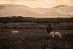 Una aymara conduciendo un rebaño de ovejas