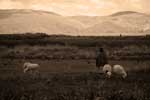 En Aymara driver en flock av fr